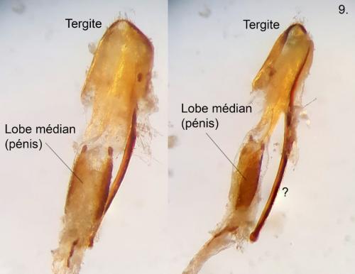 Réf. 273 024 : Anthonomus rectirostris